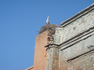 a stork on the old kasbah gate