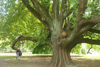 there were great climbing trees