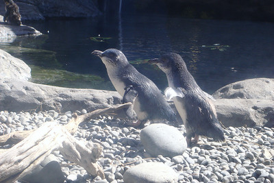 a couple of blue penguins
