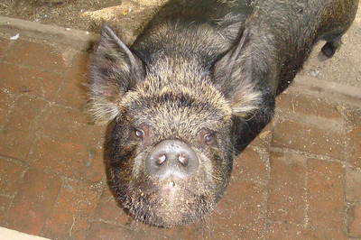 at Willowbank, we saw this face only a mother could love