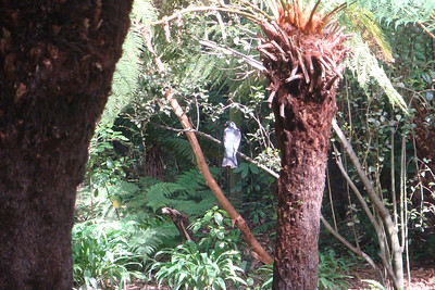 a New Zealand pigeon, it's huge