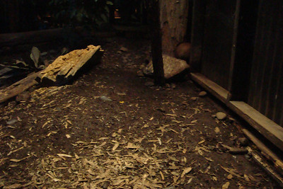 Clay got this great night shot of a Kiwi's back, see if you can spot it
