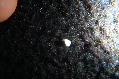 the tiny white attackers