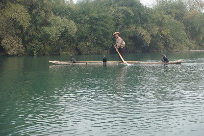fishing with cormorants